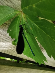 Calopteryx maculata