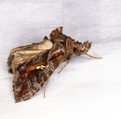 Plusiopalpa adrasta