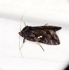 Scriptoplusia nigriluna