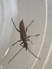 Centrodera decolorata