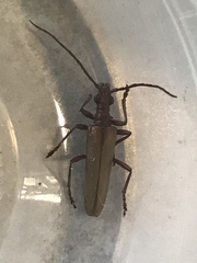 Centrodera decolorata