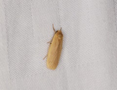 Danielithosia immaculata