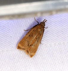 Dichomeris hamulifera