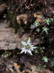 Leontopodium microphyllum