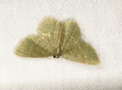 Idiochlora minuscula