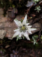 Leontopodium microphyllum