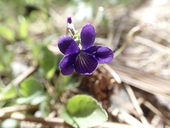 Viola adunca adunca