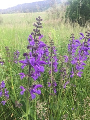 Salvia pratensis