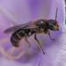 Rampion Scissor Bee - Photo (c) karsten_s, some rights reserved (CC BY), uploaded by karsten_s