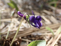 Viola adunca adunca