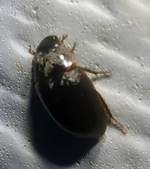 Tropisternus lateralis