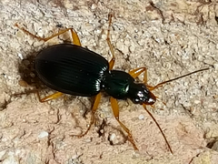 Agonum extensicolle