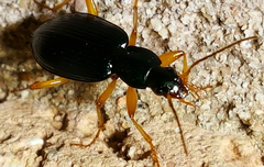 Agonum extensicolle