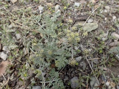 Lomatium macrocarpum