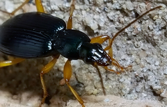 Agonum extensicolle
