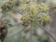 Lomatium macrocarpum