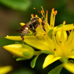 Nomada articulata