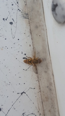 Parhelophilus integer