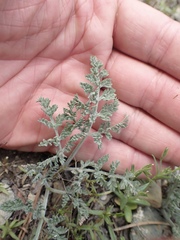 Lomatium macrocarpum
