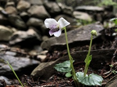 Viola senzanensis