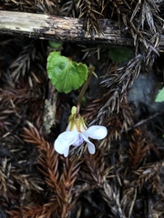 Viola senzanensis