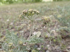 Lomatium macrocarpum