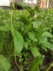 Symphytum × uplandicum