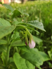 Symphytum × uplandicum