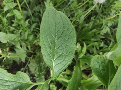 Symphytum × uplandicum