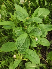 Symphytum × uplandicum