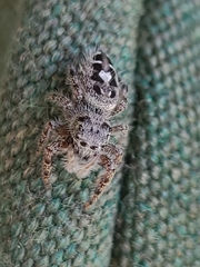 Phidippus putnami