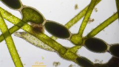 Cladophora rivularis