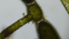 Cladophora rivularis