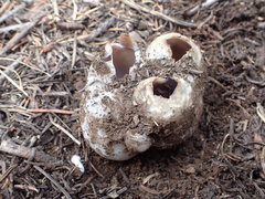 Sarcosphaera coronaria