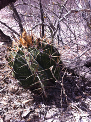 Astrophytum ornatum