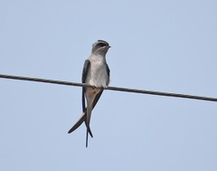 Hemiprocne coronata