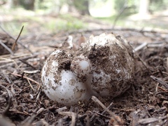 Sarcosphaera coronaria