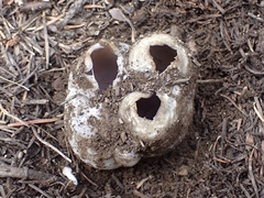 Sarcosphaera coronaria