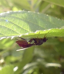 Sphegina