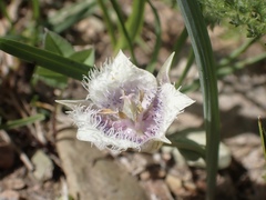 Calochortus coeruleus