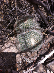 Mammillaria parkinsonii