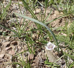 Calochortus coeruleus