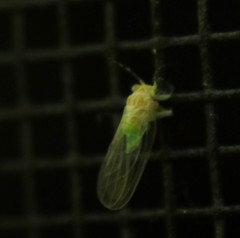 Cacopsylla annulata