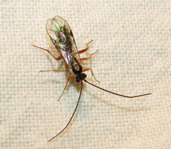 Ctenopelmatinae