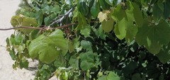 Vitis palmata