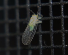 Cacopsylla annulata