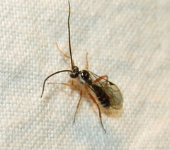 Ctenopelmatinae