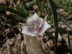 Calochortus coeruleus