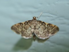 Steniini
