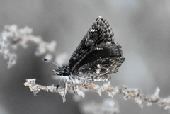 Hesperopsis alpheus